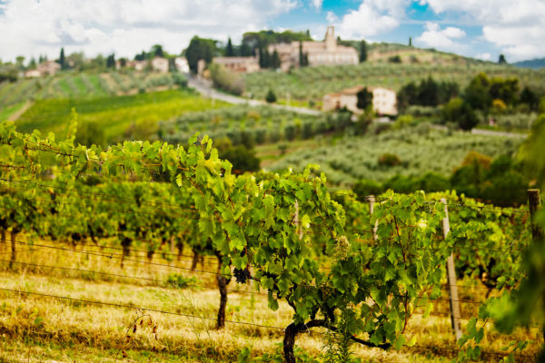 rows-of-grapes-in-tuscany-italy-vineyard-2022-06-17-03-05-08-utc