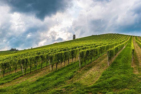 vineyard-panorama-on-an-austrian-countryside-styr-2021-08-29-03-30-02-utc