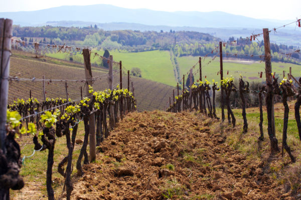 vineyards-of-tuscany-2022-01-07-18-37-24-utc